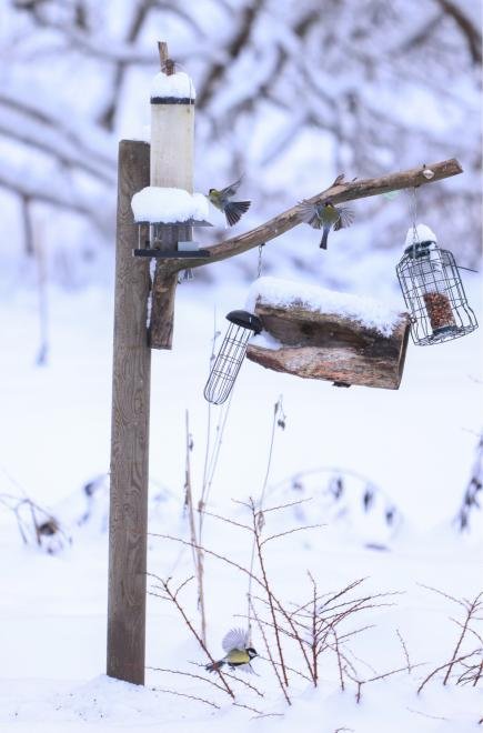 Nature Observation Garden