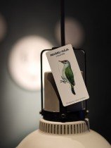 Magnet with Black Woodpecker Illustration